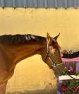 Nostradamus Hongre, 3 ans, Alezan br&ucirc;l&eacute;, SF, toise 165