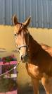 Nostradamus Hongre, 3 ans, Alezan br&ucirc;l&eacute;, SF, toise 165