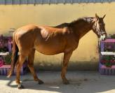 Nostradamus Hongre, 3 ans, Alezan br&ucirc;l&eacute;, SF, toise 165