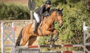 Crack hongre de 5 ans pour sauter de belles &eacute;preuves 