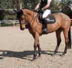 Crack hongre de 5 ans pour sauter de belles &eacute;preuves 