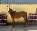 Newton de Molion Hongre, 3 ans, alezan, SF, toise 162