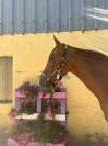 Newton de Molion Hongre, 3 ans, alezan, SF, toise 162