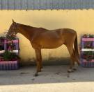 Newton de Molion Hongre, 3 ans, alezan, SF, toise 162