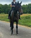 Jument - Loisir, Dressage, Repro, TAP