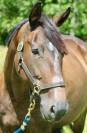 Jument - Loisir, Dressage, Repro, TAP