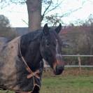 Jument - Loisir, Dressage, Repro, TAP
