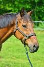Lot 2 Hongres - Loisirs, Comp&eacute;tition, Famille, Club