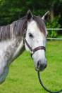 Lot 2 Hongres - Loisirs, Comp&eacute;tition, Famille, Club