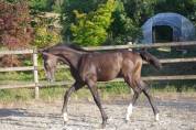 FOAL par Colestus x Eldorado x Quidam