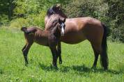 FOAL par Colestus x Eldorado x Quidam