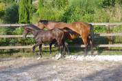 FOAL par Colestus x Eldorado x Quidam