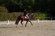 Pouliche origine dressage 