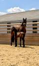 Pouliche origine dressage 