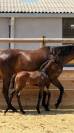 Pouliche origine dressage 