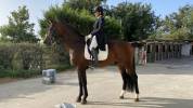 Pouliche origine dressage 