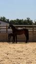 Pouliche origine dressage 
