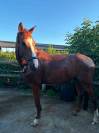 Jeune hongre 5 ans &ndash; sport &ndash; Riom (63)