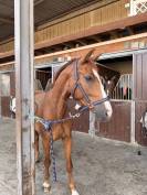 Jeune hongre 5 ans &ndash; sport &ndash; Riom (63)