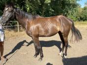 Hongre AQPS pour compagnie 