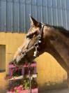 Nora de Molion Jument, 3 ans, bai , SF, toise1.65 