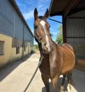 Nora de Molion Jument, 3 ans, bai , SF, toise1.65 