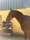 Naturano de Molion Hongre, 3 ans , bai ,  165