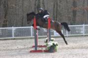 Poney de CSO 