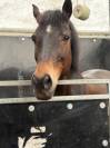 Poney de CSO 
