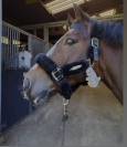 Poney &agrave; vendre 