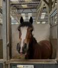 Poney &agrave; vendre 