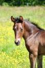  "Pakito des mouffais" par folys star de florys 