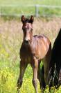  "Pakito des mouffais" par folys star de florys 