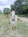 Ponette &agrave; vendre 