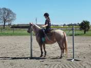 Ponette &agrave; vendre 