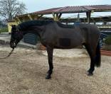Fantastique hongre Holsteiner
