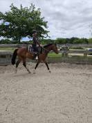 Hongre 3 ans SF x PFS