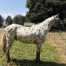 Oneshot De Kermoal  - Cheval &agrave; vendre 