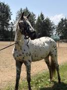 Oneshot De Kermoal  - Cheval &agrave; vendre 