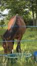 Cheval &agrave; vendre 