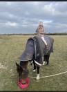 Cheval &agrave; vendre 