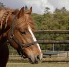 Demi-pension Poney D PFS de 5 ans