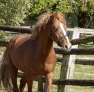 Demi-pension Poney D PFS de 5 ans