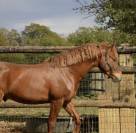Demi-pension Poney D PFS de 5 ans