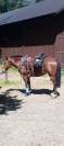 Cavallo  di 16 anni 