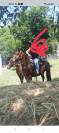 Cavallo  di 16 anni 