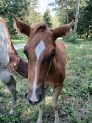 Poulain PAINT HORSE OC