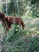 Poulain PAINT HORSE OC