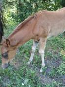 Poulain PAINT HORSE OC