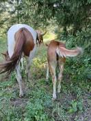 Poulain PAINT HORSE OC